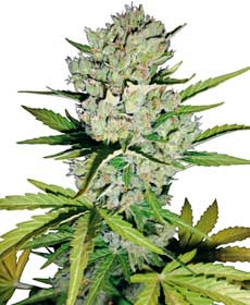 Super Skunk Automatic Samen