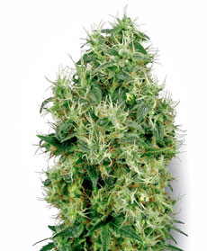 White Gold Feminisierte Samen