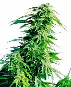 Hindu Kush&reg; Samen