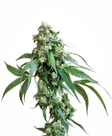 Jack Flash&reg; Samen