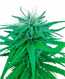 Ruderalis Indica&reg; Samen