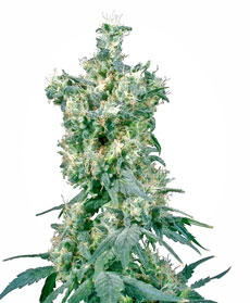 American Dream&reg; Seeds