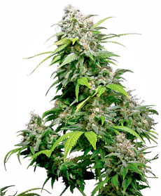 California Indica&reg; Seeds