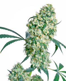 Ed Rosenthal Super Bud&reg; Seeds