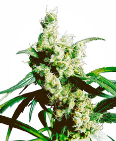 Silver Haze&reg; Seeds