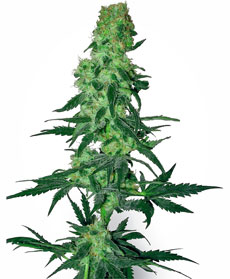 Amnesia White Seeds
