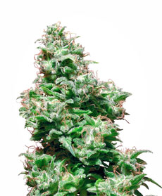 Kali Haze Seeds