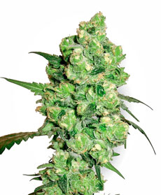 Super Skunk Seeds