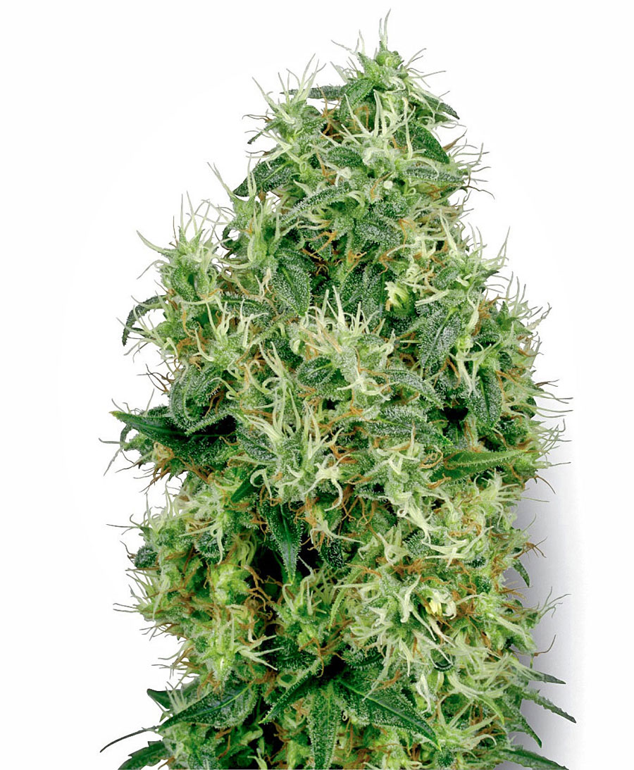 sensiseeds Â» cannabis seeds Â» white label seeds Â» white gold