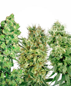 White Label Mix Seeds