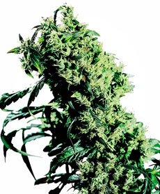 Northern Lights #5 X Haze Feminised Seeds