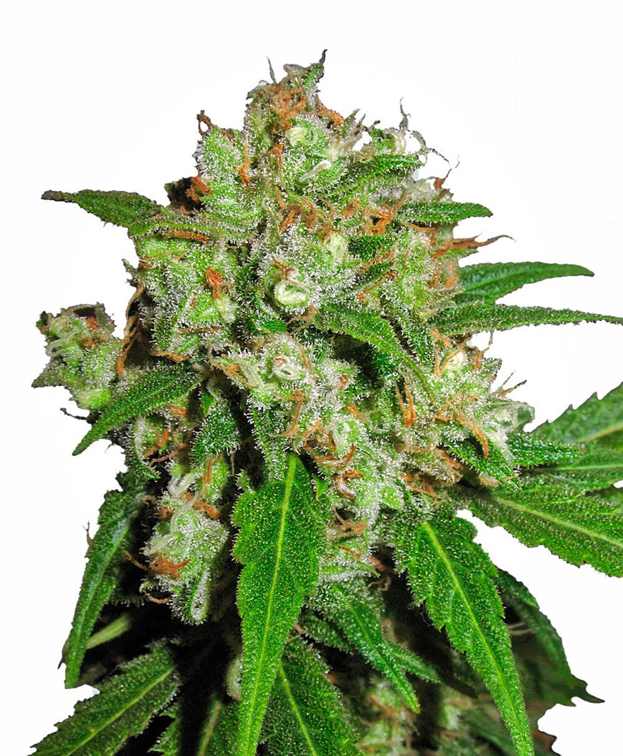 Marijuana Seeds for sale USA