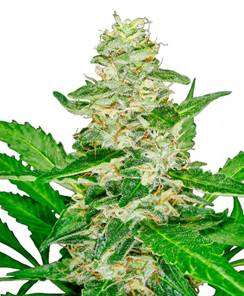 Sensi Seeds Feminized Super Skunk Automatic