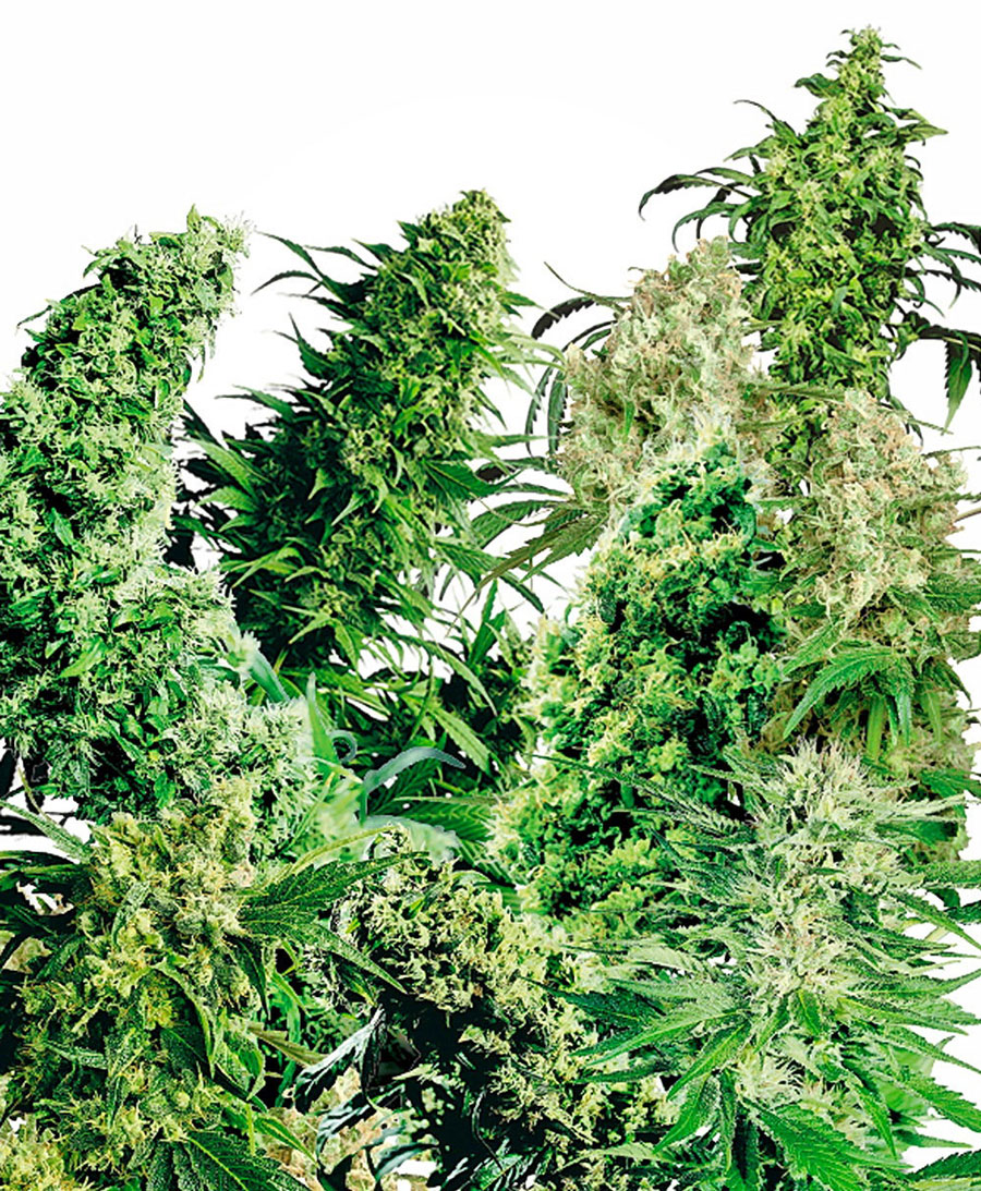 Compra Semillas De Indoor Mix Sensi Seeds