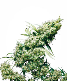 Semillas de Jamaican Pearl&reg;
