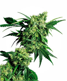 Semillas de Mr. Nice G13 X Hash Plant&reg;
