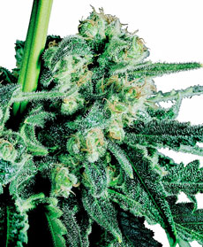 Semillas de Sensi Skunk&reg;