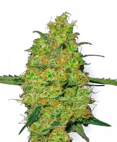 Semillas de Master Kush