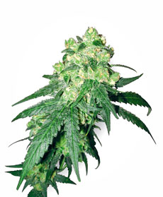 Semillas de White Label Rhino 