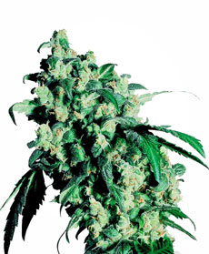 Semillas de Super Skunk Feminizada