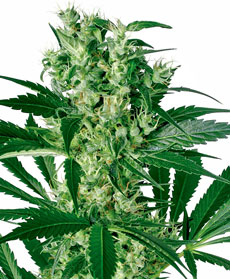Semillas de X Haze feminizada