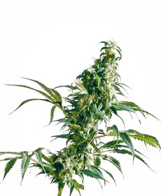 Graine de Mexican Sativa&reg;