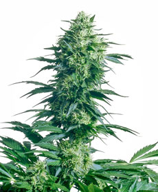 Graine de Mother's Finest&reg;