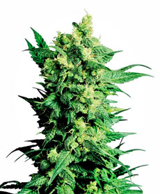 Graine de Shiva Shanti II&reg;