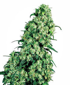 Graine de Skunk #1&reg;