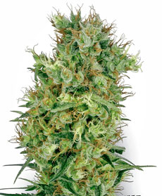 Graine de Cali Orange Bud