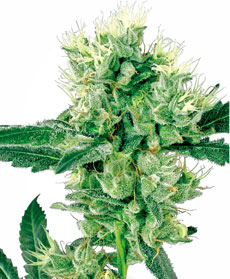 Graine de White Haze