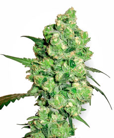 Graines de Super Skunk F&eacute;minis&eacute;e