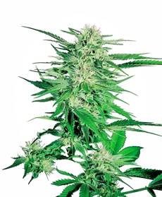 Semi di Big Bud&reg;