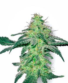 Semi di White Skunk 