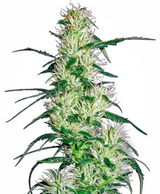 Semi di Purple Haze Femminizzati 