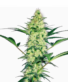 Semi di White Diesel Femminizzati 