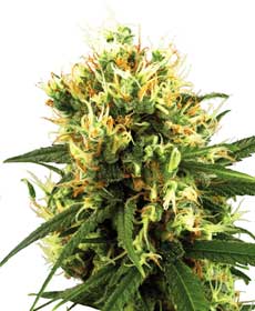 Semi di White Haze Automatic