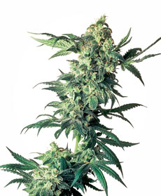 Northern Lights&reg; Zaden