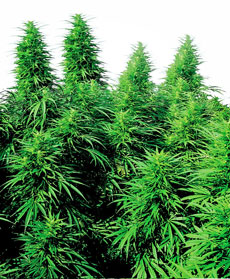 Ruderalis Skunk&reg; Zaden