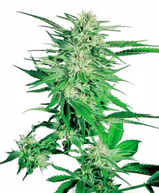 Big Bud Gefeminiseerde Zaden