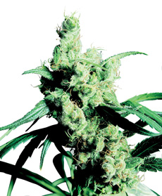 Silver Haze #9 Gefeminiseerde Zaden