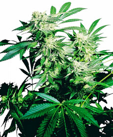 Skunk Kush Gefeminiseerde Zaden