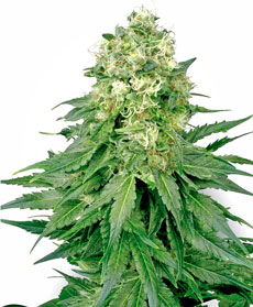 White Widow Gefeminiseerde Zaden