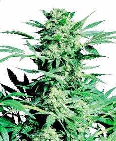 Shiva Skunk Nasiona Feminizowane 