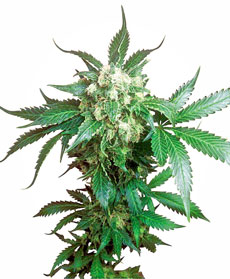 Black Domina&reg; Seeds
