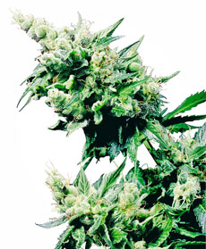Hash Plant&reg; Seeds