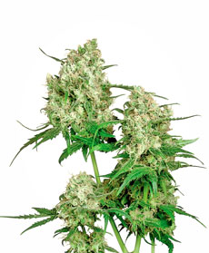 Maple Leaf Indica&reg; Seeds