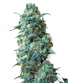 Afghan Kush Seeds