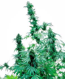 Sementes de Early Skunk Feminizada