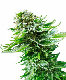 Sementes de Northern Lights Automatic
